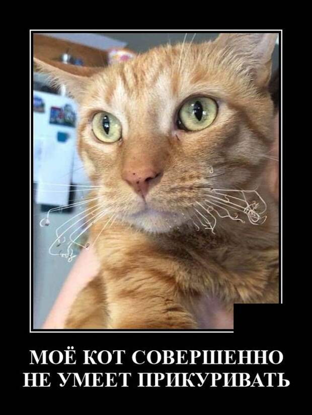 Демотиваторы 26 мая 2021 года