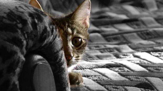 image_56020311201031937370