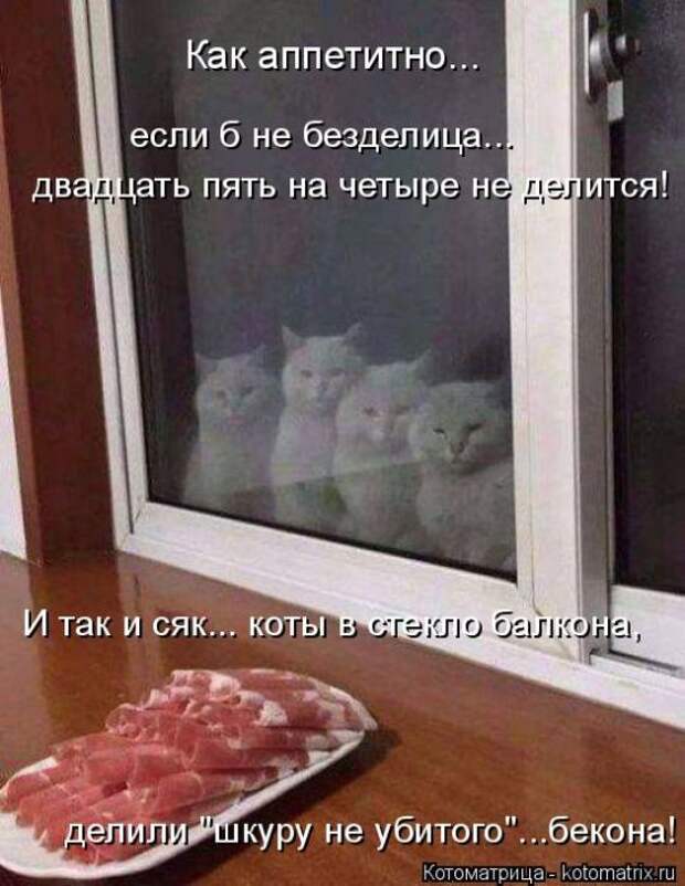 Лучшие котоматрицы недели (50 фото)