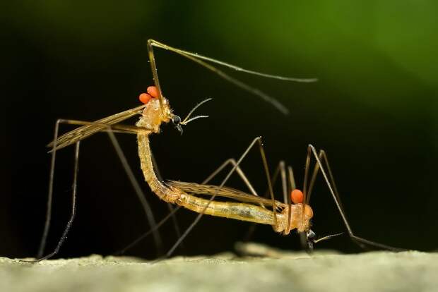 insects48 insects48 Портреты насекомых