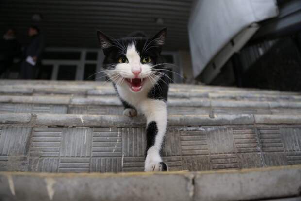Пользователи соцсетей ищут кота-потеряшку Багира