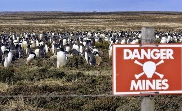 Мины, заложенные во время войны, помогли спасти пингвинов