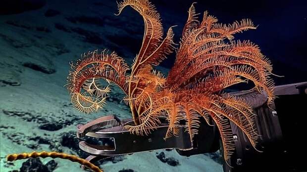 Кто живёт на дне Тихого океана: снимки, сделанные глубоководным аппаратом Тихого океана, снимки