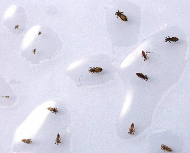 Фотография: 25 самых опасных насекомых на планете №3 - BigPicture.ru
