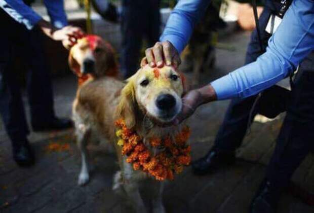 У индуистов есть целый фестиваль, чтобы благодарить собак за верность и преданность