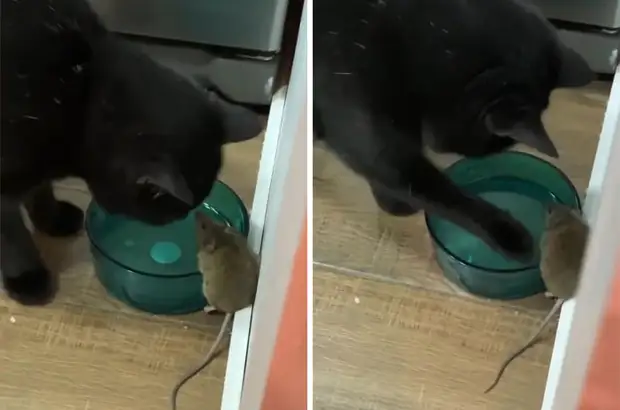 Кот подружился с мышью, и даже заставил хозяина принять её в дом
