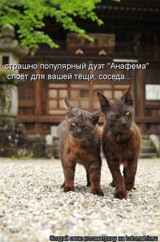 Котоматрицы(картинки с надписями)