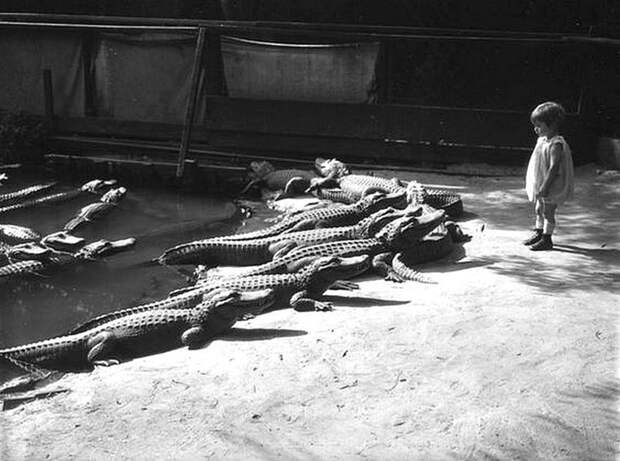 Когда еще ничего не знаешь про крокодилов Весь Мир, история, черно-белые фотографии