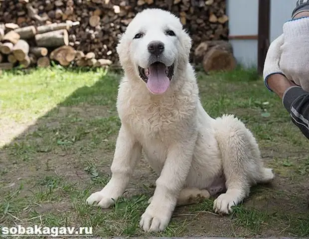 Среднеазиатская овчарка собака. Описание, особенности, уход и цена породы