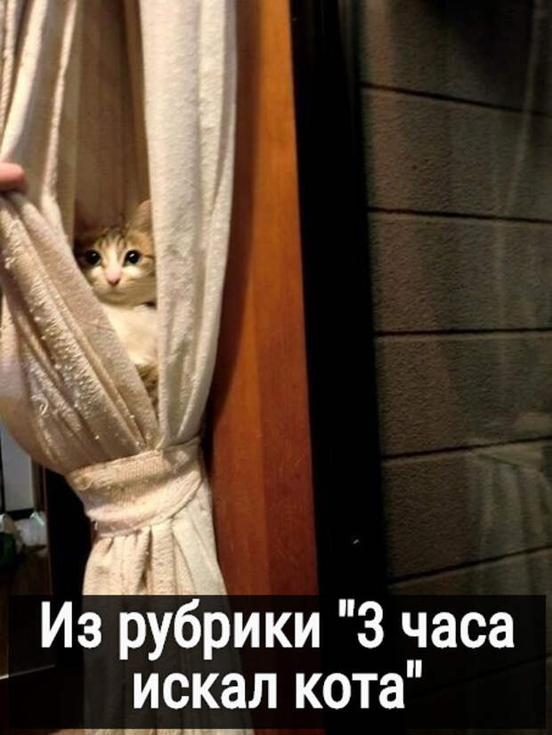 изображение: Из рубрики ' 3 часа искал кота' #Котоматрицы