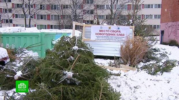 Петербуржцев приглашают на елочную утилизацию