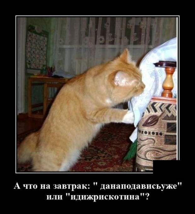 demotivatory-demotivator-smeshnye-demotivatory-demotivator-so-smyslom