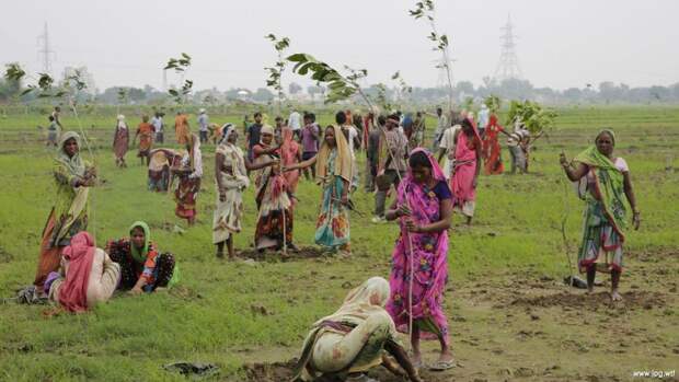 Жители Индии посадили 50 миллионов деревьев всего за одни сутки! 