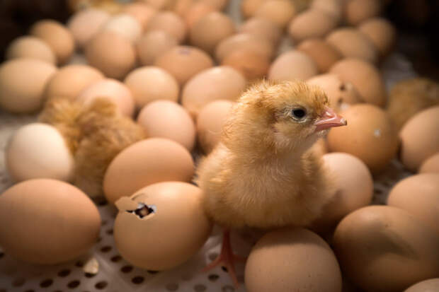 Цыплёнок внутри инкубатора на сельскохозяйственной выставке в Париже