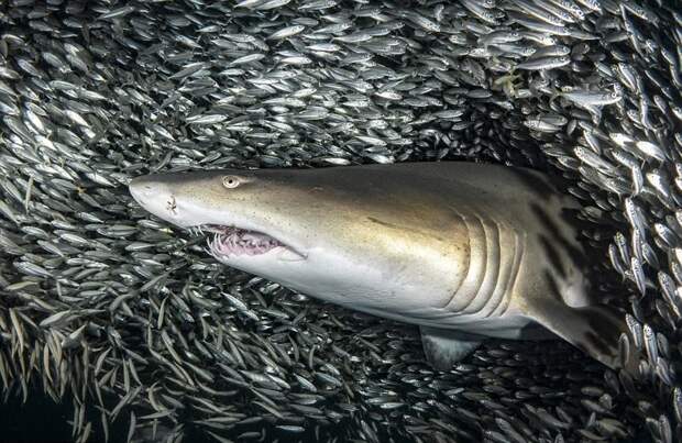 Кадры на миллион: акулы проплывают через косяк рыб акула, в мире, вода, красота, рыба, удивительно