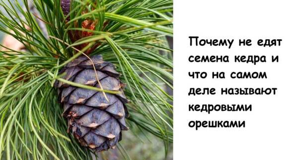 Почему не едят семена кедра и что на самом деле называют кедровыми орешками