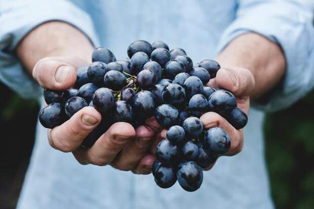 Гастроэнтеролог Утюмова заявила, что виноград — самая вредная ягода