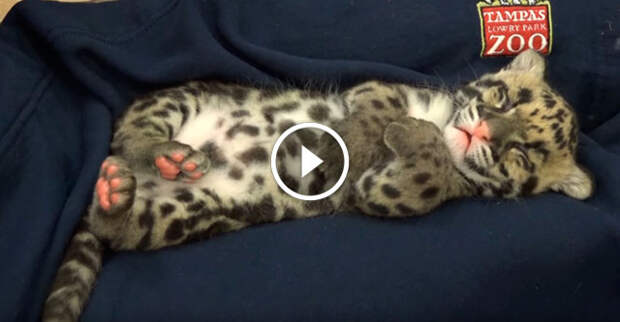 Спящий дымчатый леопард