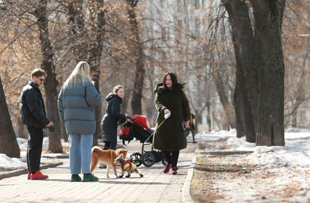 Эксперт дала советы, как улучшить поведение собак на прогулке