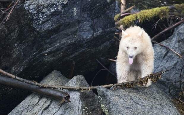 Во время фототура по Британской Колумбии, Канада, 41-летнему Максу Во посчастливилось сделать снимки кермодского медведя Британская Колумбия, животные, канада, кермодский медведь, природа, фото, фотограф