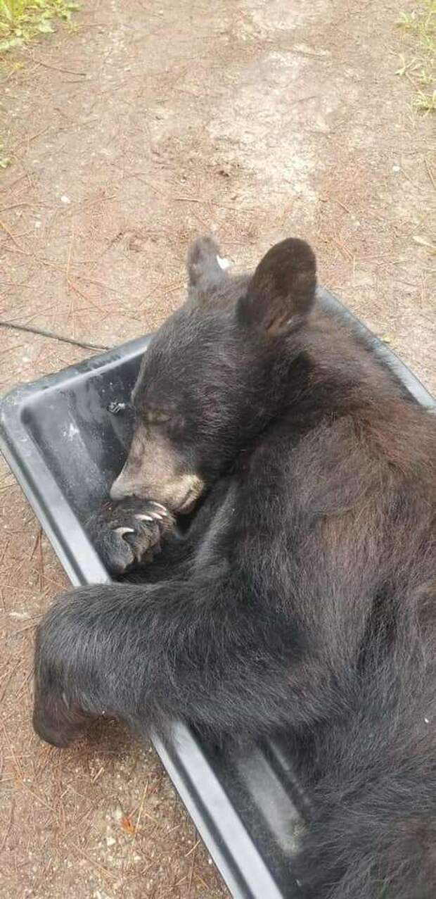 спящий медведь