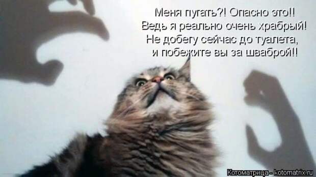 Лучшие котоматрицы недели (50 фото)