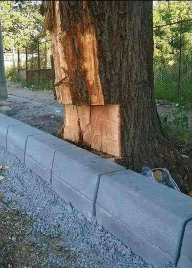 Когда нужно поставить дерево на место! | Фото: Klikabol.com.