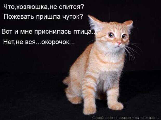 Котоматрицы(картинки с надписями)