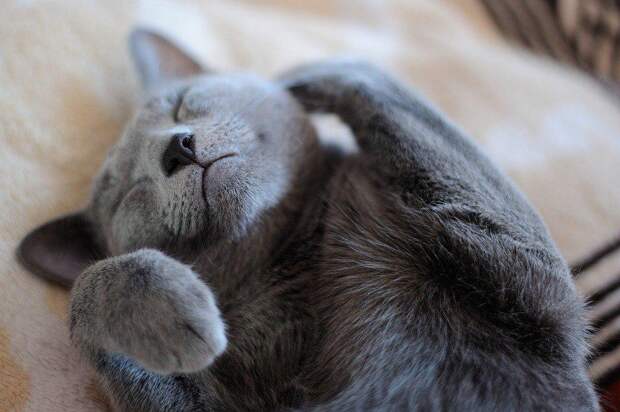 Кошка. Фото pixabay.com