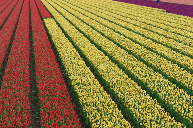 tulips19 Самые яркие тюльпаны со всего света