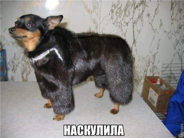 Свежие фотомемы на Бугаге (24 шт)