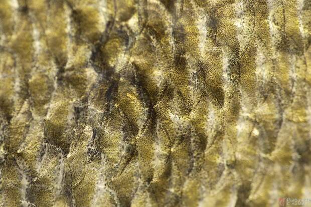 Чешуйное одеяние судака состоит из ганоидных чешуек. Задний их край снабжён маленькими шипами. 
