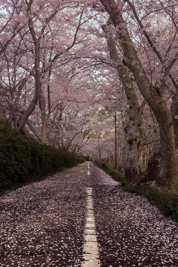 Цветение сакуры 2018 года: фото Hidenobu Suzuki