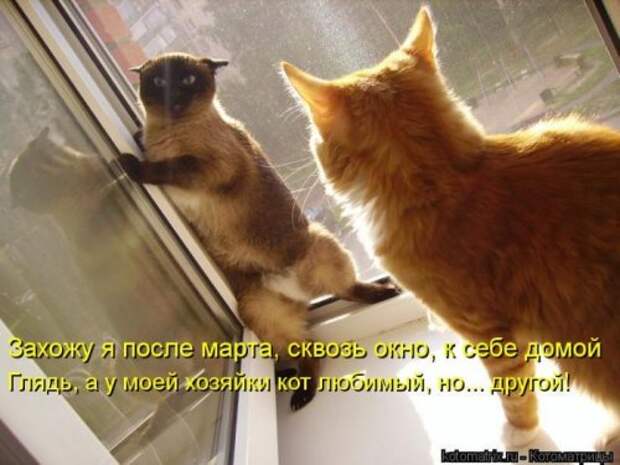 Лучшие котоматрицы недели (29 фото)