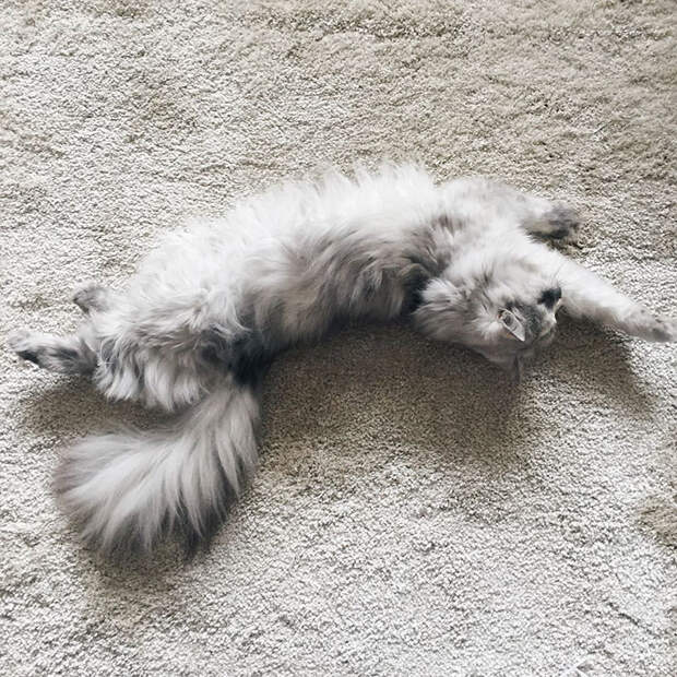 adopted-cat-fur-persian-halloalice-34