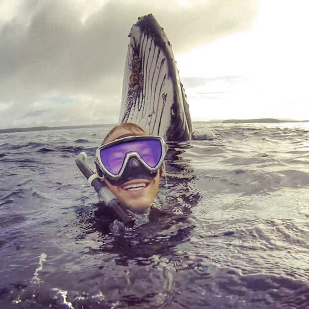 whale-photobomb-diver-will-rosner-australia-7