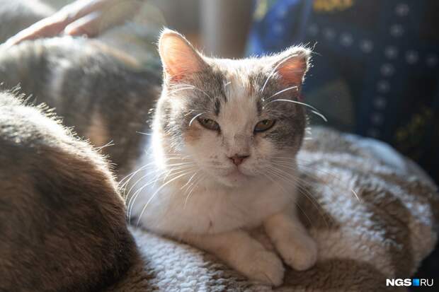 «Моя цель — чтобы их не было на улицах»: новосибирский психолог купила дом и поселила там 108 кошек
