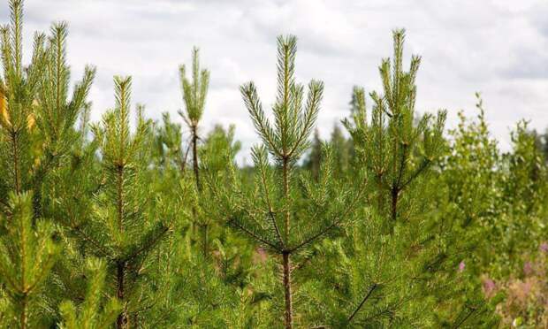 В этом году в Архангельской области восстановят 80 тысяч гектаров леса