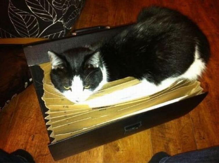 смешные кошки коты, кошки странные места поспать, коты неподходящие места прилечь, кошки выбирают место