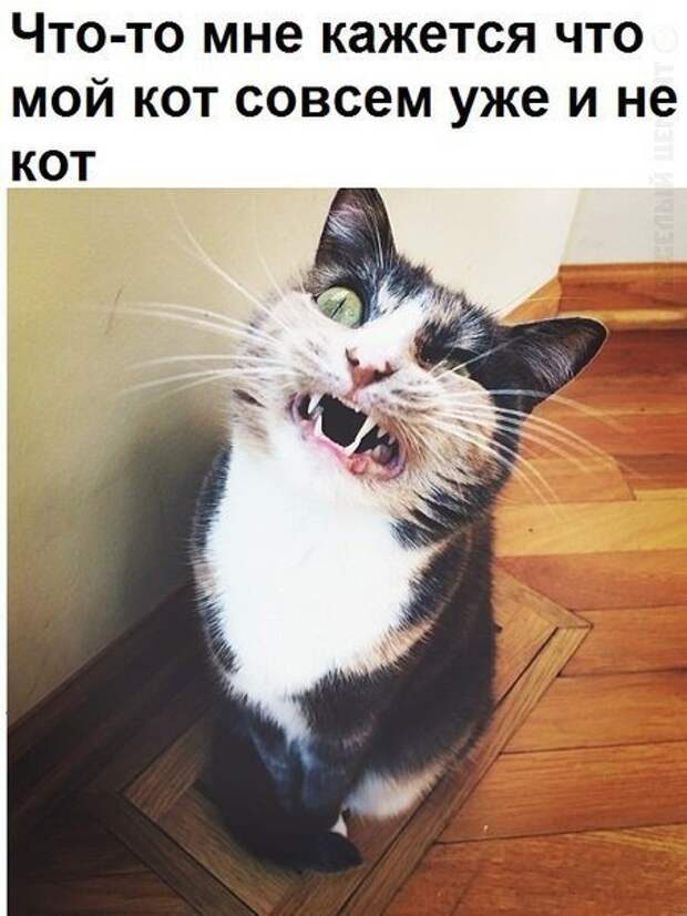 Завести кота. Злая собака а кот вообще дебил. Осторожно, злая собака!. Кот негодует. А кот вообще дебил.