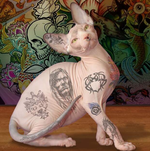 татуированная кошка/3085196_tattoed_cat_by_bandit1966d4g3e16 (696x700, 363Kb)