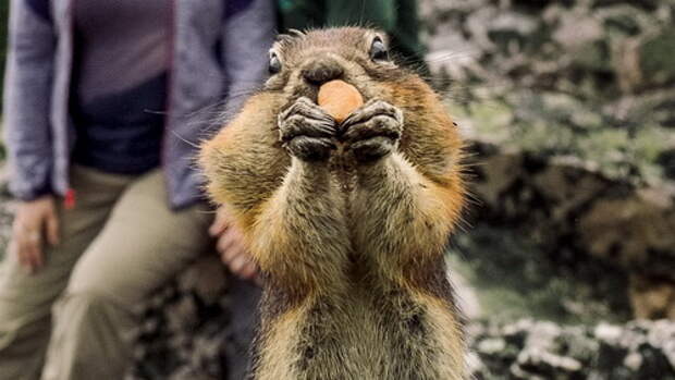 squirrel-photobombs-engagement-photoshoot-kelin-flanagan