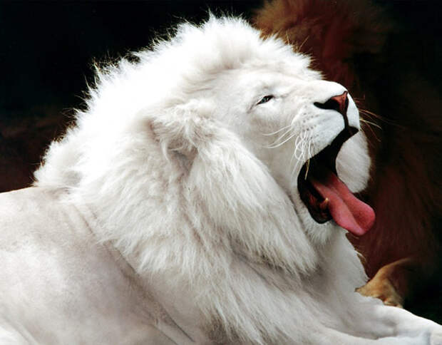 Легендарный белый лев - Фото
