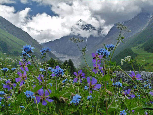 Valley-of-flowers1 (700x525, 516Kb)