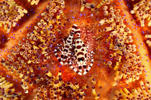 Креветки. Они живут в симбиозе с крупными животными, чаще всего морскими анемонам