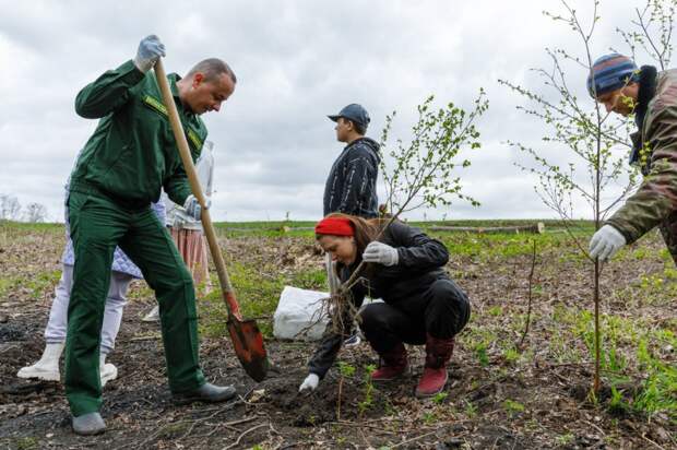 В рамках акции "Сад памяти" в Ясной Поляне высадили 250 берез