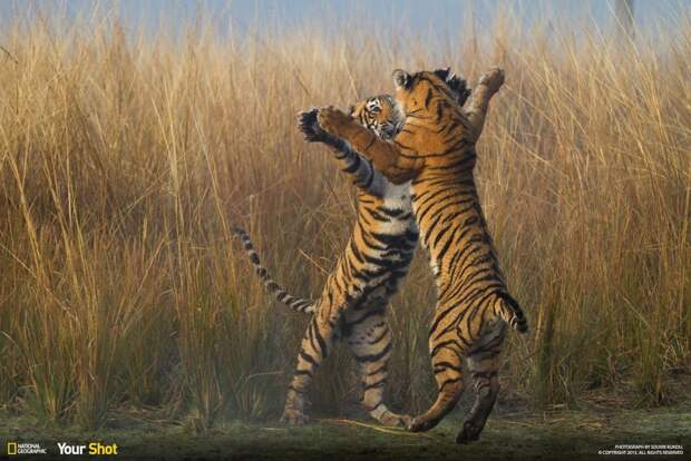 Лучшее от National Geographic (2)