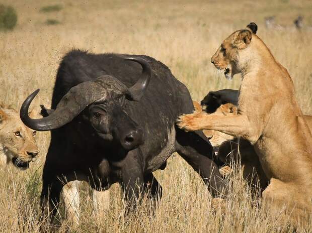 Прайд из восьми львов завалил буйвола