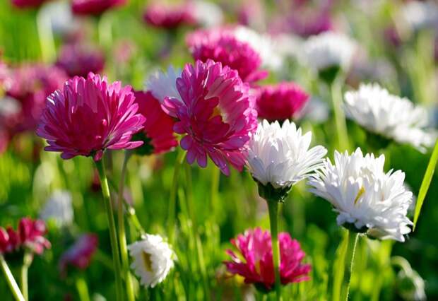 10 полезных цветов и растений у вас на клумбе