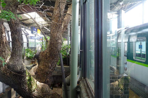 Японский железнодорожный вокзал построен вокруг 700-летнего дерева
